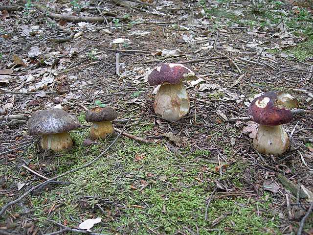 I funghi della foresta di Thann